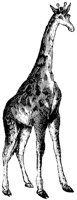 giraffe_2_lg.gif