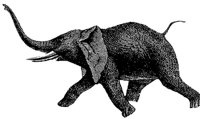 elephant_1_md.gif