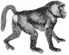 baboon_2_th.gif