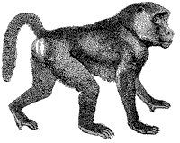 baboon_2_sm.gif