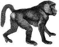 baboon_2_md.gif