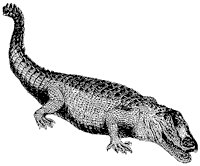 crocodile_1_sm.gif