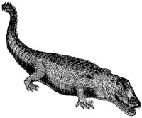crocodile_1_md.gif
