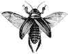 beetle_1_th.gif