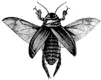 beetle_1_sm.gif