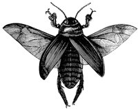 beetle_1_lg.gif
