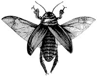 cockroach_1_sm.gif