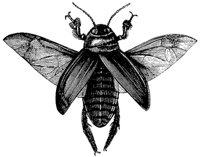 cockroach_1_md.gif