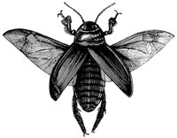 cockroach_1_lg.gif