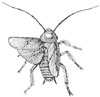 cockroach_2_th.gif