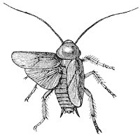 cockroach_2_sm.gif