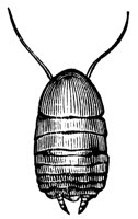 cockroach_3_lg.gif
