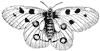 butterfly_1_th.gif