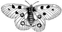 butterfly_1_sm.gif