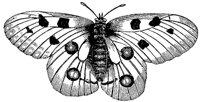 butterfly_1_md.gif