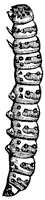 grub_1_sm.gif