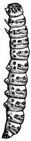 grub_1_lg.gif