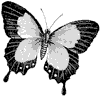 butterfly_2_th.gif