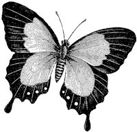 butterfly_2_sm.gif