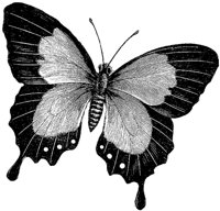 butterfly_2_md.gif