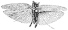 grasshopper_1_th.gif