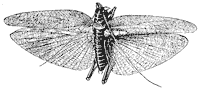 grasshopper_1_sm.gif