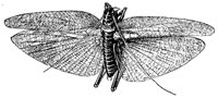grasshopper_1_md.gif