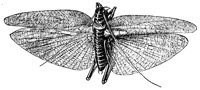 grasshopper_1_lg.gif