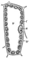 plant-cell_1_sm.gif
