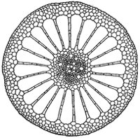 cross-section-stem_1_sm.gif