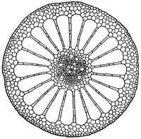 cross-section-stem_1_lg.gif