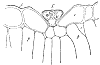 gland_1_th.gif