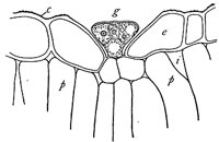 gland_1_md.gif