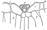 gland_1_lg.gif