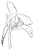 cross-section-flower_1_th.gif