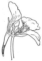 cross-section-flower_1_md.gif