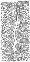 nectar-gland_1_sm.gif