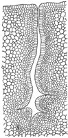 nectar-gland_1_md.gif