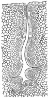 nectar-gland_1_lg.gif