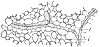 xylem_1_th.gif