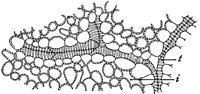 xylem_1_md.gif