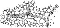 xylem_1_lg.gif