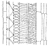 xylem_2_th.gif