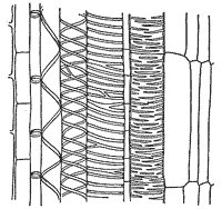 xylem_2_sm.gif