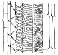 xylem_2_lg.gif