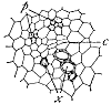 vascular-bundle_1_th.gif