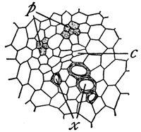 vascular-bundle_1_md.gif