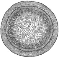 cross-section-stem_2_sm.gif