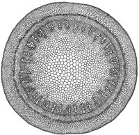 cross-section-stem_2_md.gif