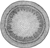 cross-section-stem_2_lg.gif